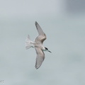 Common_Tern-201018-120MSDCF-FYP02634-W.jpg