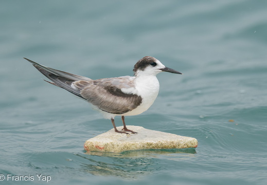 Common Tern - display this album Common Tern