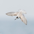 Common_Tern-230923-208MSDCF-FYP03998-W.jpg