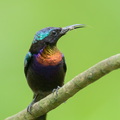 Copper-throated_Sunbird-250520-107FRYAP-FYA04032-W.jpg