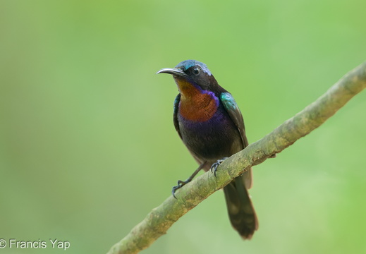 Copper-throated Sunbird - display this album Copper-throated Sunbird