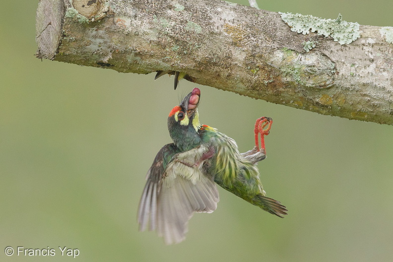 Coppersmith_Barbet-140606-116EOS1D-FY1X9959-W.jpg