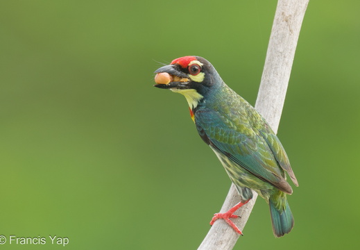 Coppersmith Barbet - display this album Coppersmith Barbet