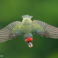 Coppersmith_Barbet-240415-224MSDCF-FYP02336-W.jpg