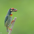 Coppersmith_Barbet-240416-224MSDCF-FYP07888-W.jpg