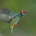 Coppersmith_Barbet-240418-225MSDCF-FYP01785-W.jpg