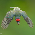 Coppersmith_Barbet-240419-225MSDCF-FYP05179-W.jpg