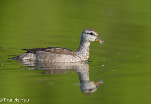 Cotton Pygmy Goose - display this album Cotton Pygmy Goose