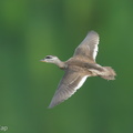 Cotton_Pygmy_Goose-211208-132MSDCF-FRY03992-W.jpg