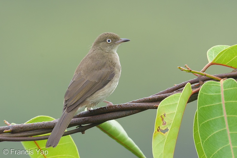 Cream-vented_Bulbul-160909-104EOS1D-F1X22143-W.jpg