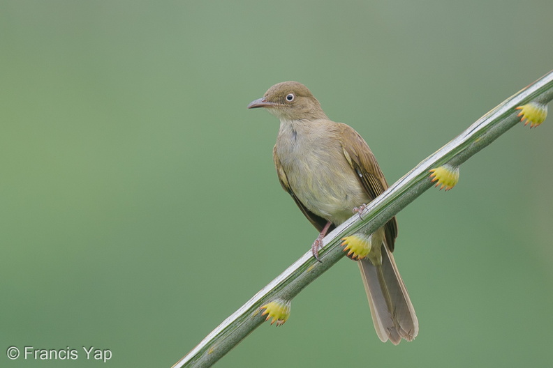 Cream-vented_Bulbul-191213-107MSDCF-FYP04475-W.jpg