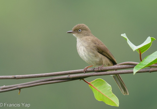 Cream-vented Bulbul - display this album Cream-vented Bulbul