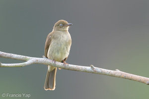 Cream-vented Bulbul-260114-149FRYAP-FYA06806-W.jpg