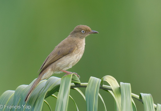 Cream-vented Bulbul