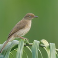 Cream-vented_Bulbul-260116-150FRYAP-FYA07609-W.jpg