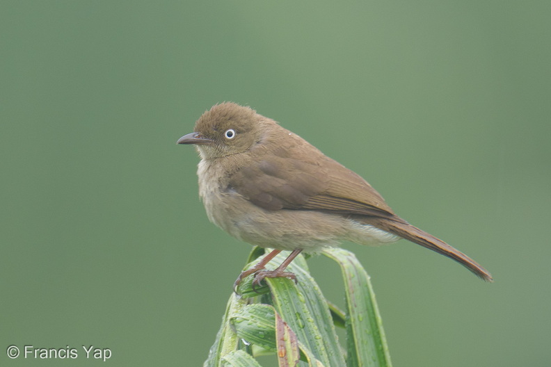 Cream-vented_Bulbul-260227-157FRYAP-FYA01847-W.jpg