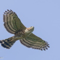 Crested_Goshawk-220209-140MSDCF-FRY03669-W.jpg