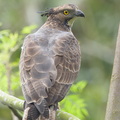 Crested_Honey_Buzzard-161102-106EOS1D-F1X27033-W.jpg