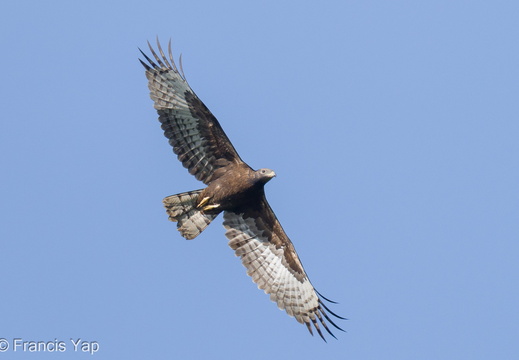 Crested Honey Buzzard - display this album Crested Honey Buzzard