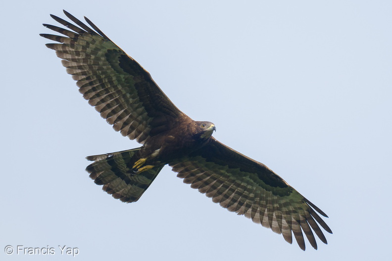 Crested_Honey_Buzzard-260114-149FRYAP-FYA08158-W.jpg