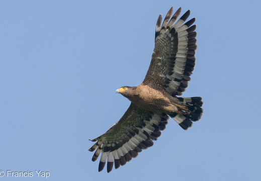Crested Serpent Eagle - display this album Crested Serpent Eagle