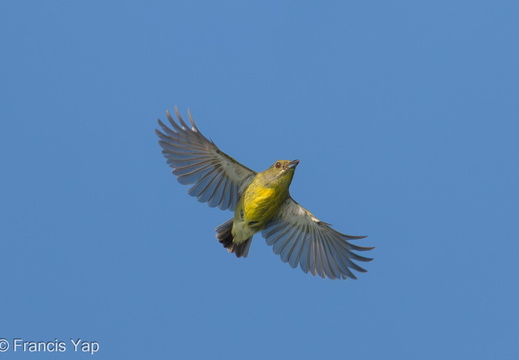 Crimson-breasted Flowerpecker - display this album Crimson-breasted Flowerpecker