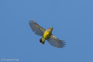 Crimson-breasted Flowerpecker-250427-105FRYAP-FYA07047-W.jpg