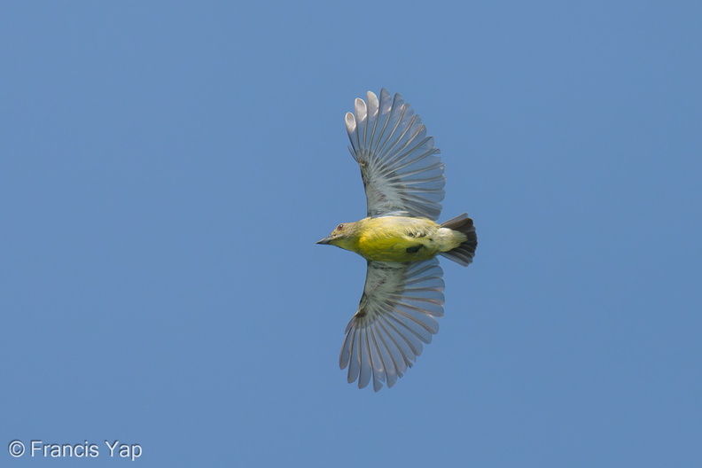 Crimson-breasted_Flowerpecker-250427-105FRYAP-FYA08306-W.jpg