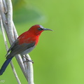 Crimson_Sunbird-131226-112EOS1D-FY1X5426-W.jpg