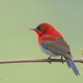 Crimson_Sunbird-191213-107MSDCF-FYP04169-W.jpg