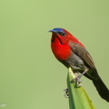 Crimson_Sunbird-210302-101MSDCF-FRY04609-W.jpg