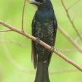Crow-billed_Drongo-161023-106EOS1D-F1X20874-W.jpg