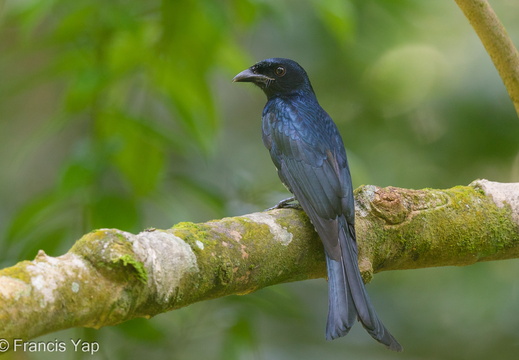 Crow-billed Drongo - display this album Crow-billed Drongo