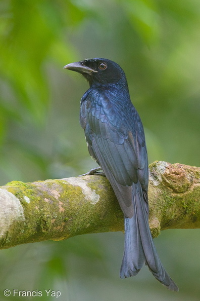Crow-billed_Drongo-171002-113EOS1D-F1X23123-W.jpg