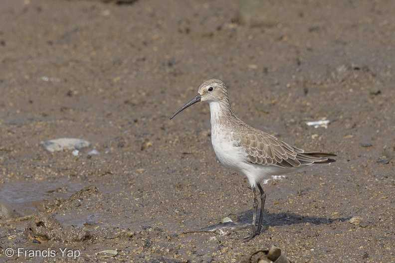 Curlew_Sandpiper-120928-102EOS1D-FY1X0600-W.jpg