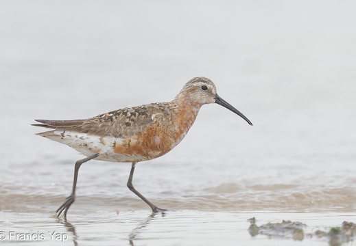 Curlew Sandpiper - display this album Curlew Sandpiper