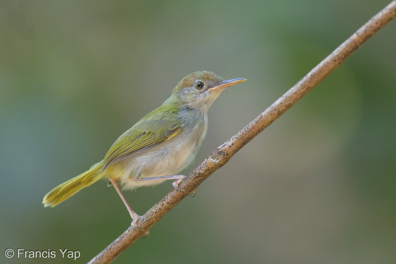 Dark-necked_Tailorbird-150722-100EOS5D-FY5S2845-W.jpg