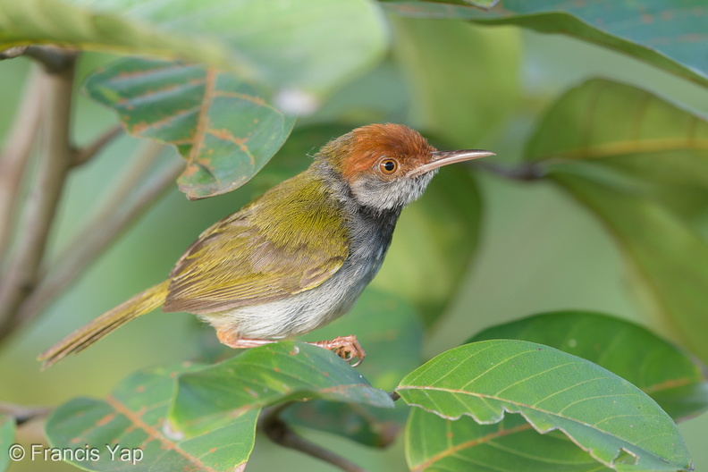 Dark-necked_Tailorbird-190710-118ND500-FYP_2534-W.jpg