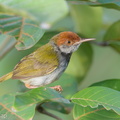 Dark-necked_Tailorbird-190710-118ND500-FYP_2534-W.jpg