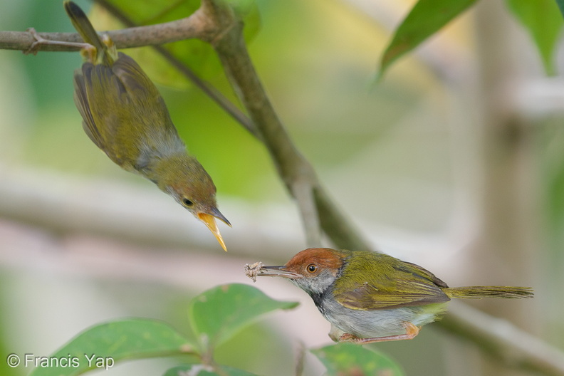 Dark-necked_Tailorbird-190816-119ND500-FYP_6376-W.jpg