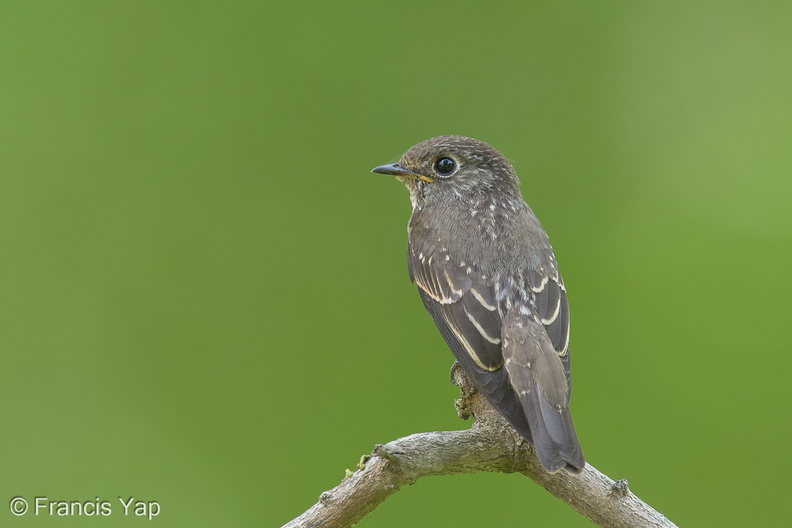 Dark-sided_Flycatcher-131027-111EOS1D-FY1X0947-W.jpg