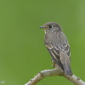 Dark-sided_Flycatcher-131027-111EOS1D-FY1X0947-W.jpg