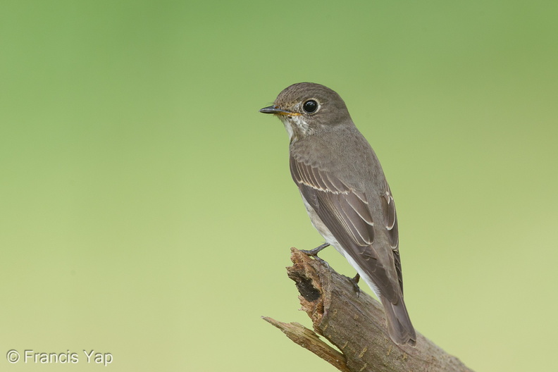 Dark-sided_Flycatcher-161203-107EOS1D-F1X26729-W.jpg