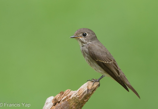 Dark-sided Flycatcher - display this album Dark-sided Flycatcher