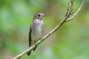 Dark-sided Flycatcher-251129-138FRYAP-FYA00902-W.jpg