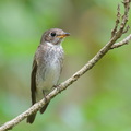 Dark-sided_Flycatcher-251129-138FRYAP-FYA00902-W.jpg