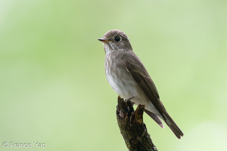 Dark-sided_Flycatcher-260215-154FRYAP-FYA03684-W.jpg