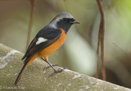 Daurian Redstart - display this album Daurian Redstart