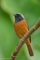Daurian Redstart-191114-103MSDCF-FYP07837-W.jpg