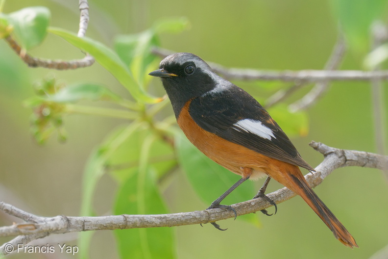 Daurian_Redstart-200201-111MSDCF-FYP05286-W.jpg